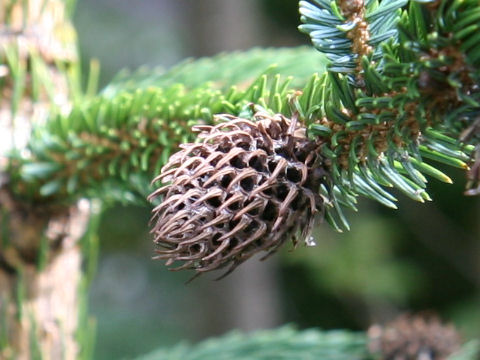 Picea jezoensis var. hondoensis