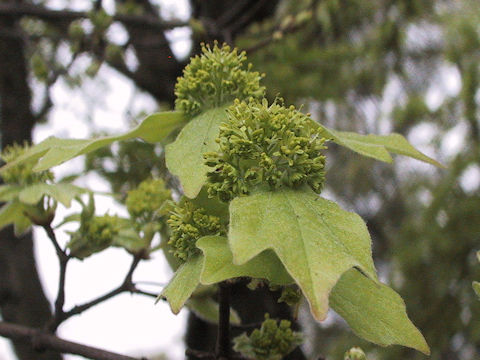 Acer buergerianum