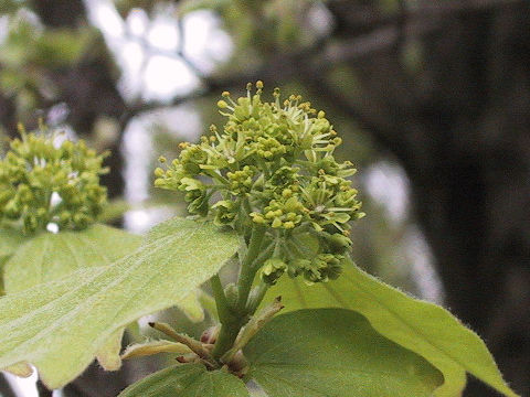 Acer buergerianum