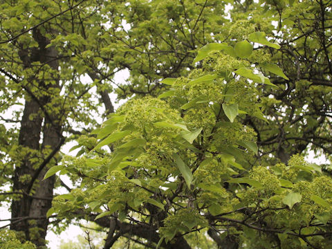 Acer buergerianum