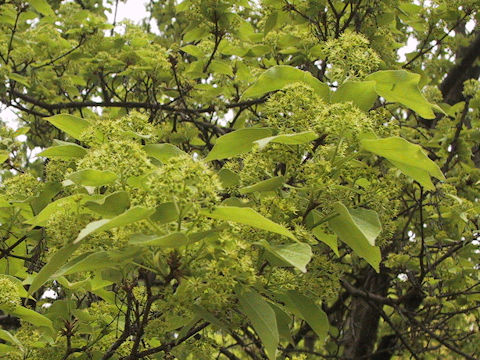 Acer buergerianum