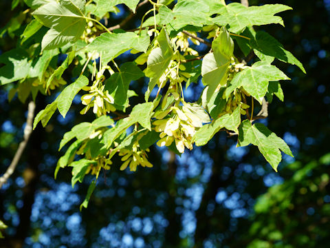 Acer buergerianum