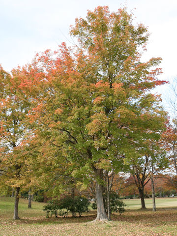 Acer buergerianum