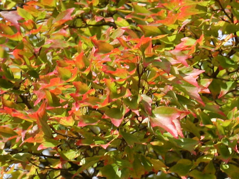 Acer buergerianum