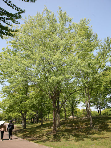 Acer buergerianum