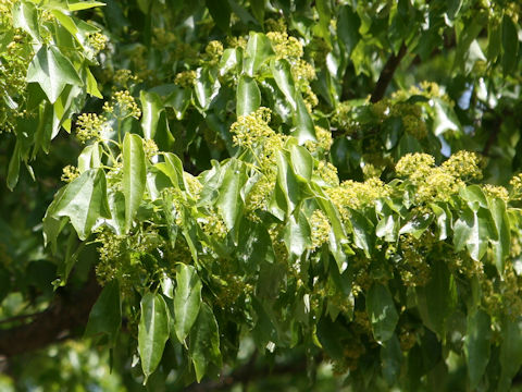 Acer buergerianum