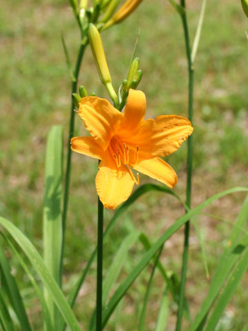 Hemerocallis aurantiaca