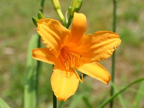 Hemerocallis aurantiaca