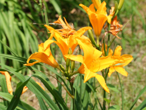 Hemerocallis aurantiaca