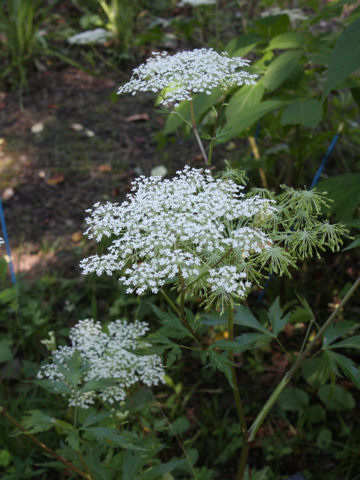 Angelica acutiloba