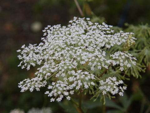 Angelica acutiloba