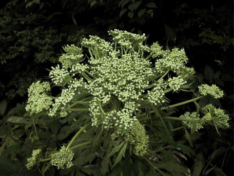 Angelica acutiloba