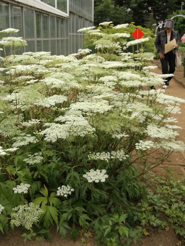 Angelica acutiloba