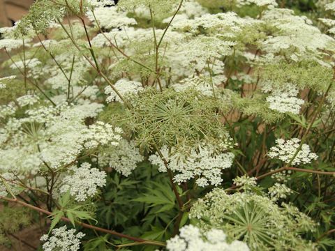 Angelica acutiloba