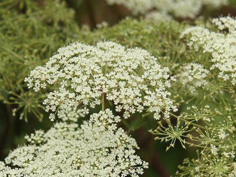 Angelica acutiloba