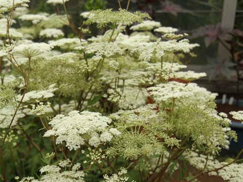 Angelica acutiloba