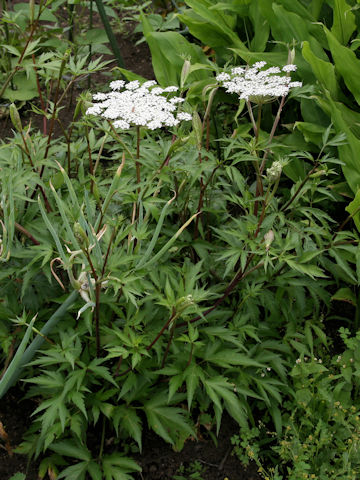 Angelica acutiloba