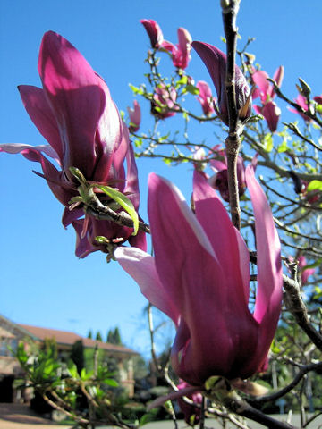 Magnolia liliflora var. gracilis