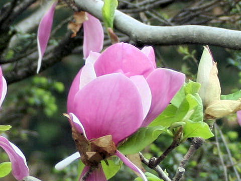 Magnolia liliflora var. gracilis