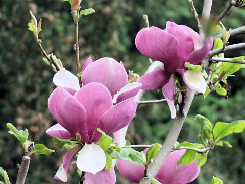 Magnolia liliflora var. gracilis