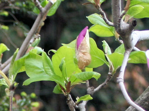 Magnolia liliflora var. gracilis