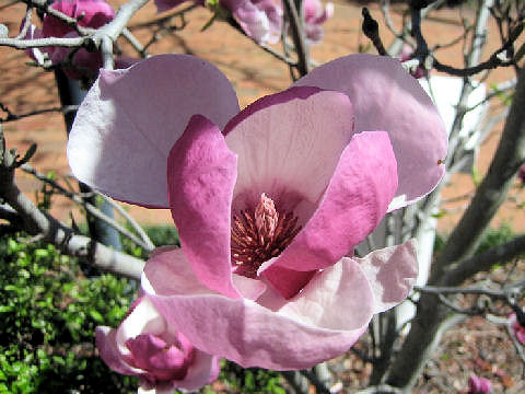 Magnolia liliflora var. gracilis