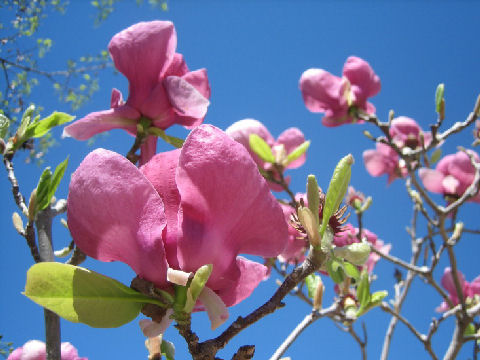 Magnolia liliflora var. gracilis