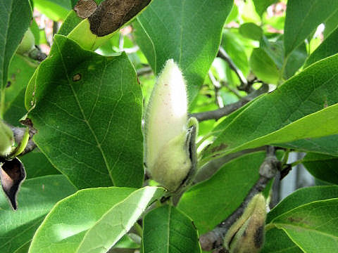 Magnolia liliflora var. gracilis