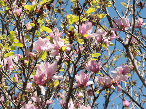 Magnolia liliflora var. gracilis