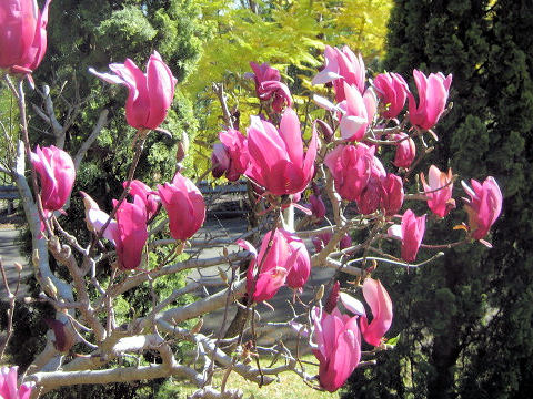 Magnolia liliflora var. gracilis