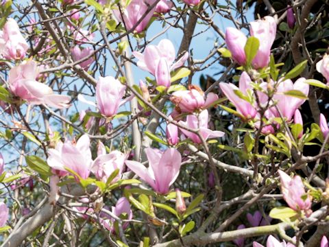 Magnolia liliflora var. gracilis