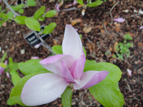 Magnolia liliflora var. gracilis