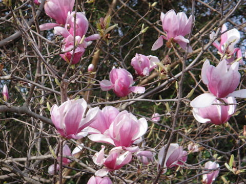 Magnolia liliflora var. gracilis