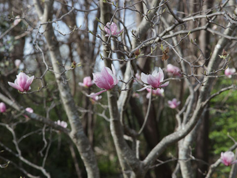 Magnolia liliflora var. gracilis