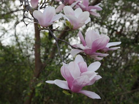 Magnolia liliflora var. gracilis