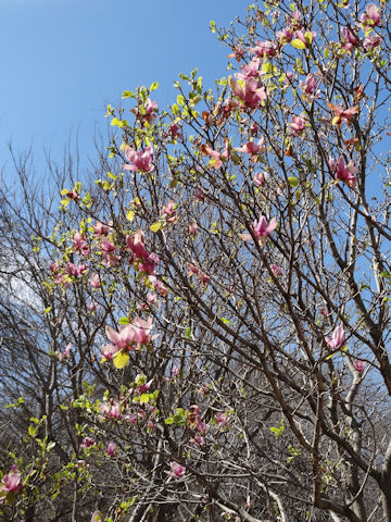 Magnolia liliflora var. gracilis