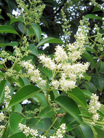 Ligustrum lucidum