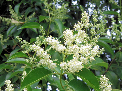 Ligustrum lucidum