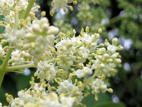 Ligustrum lucidum