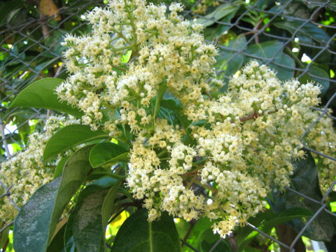 Ligustrum lucidum