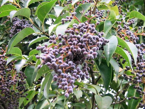 Ligustrum lucidum