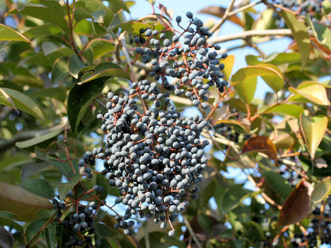 Ligustrum lucidum