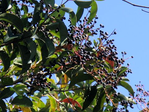 Ligustrum lucidum