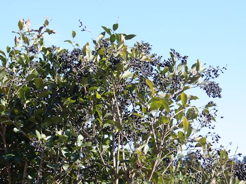 Ligustrum lucidum