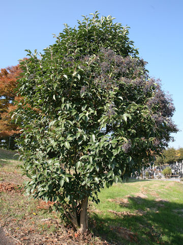 Ligustrum lucidum