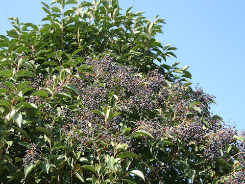 Ligustrum lucidum