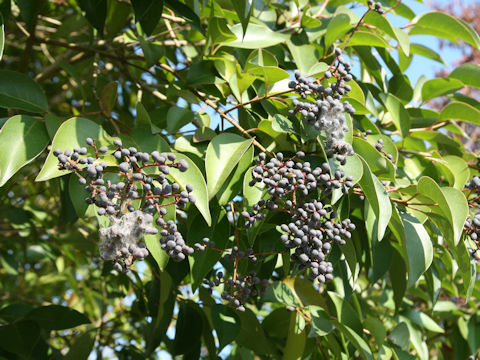 Ligustrum lucidum