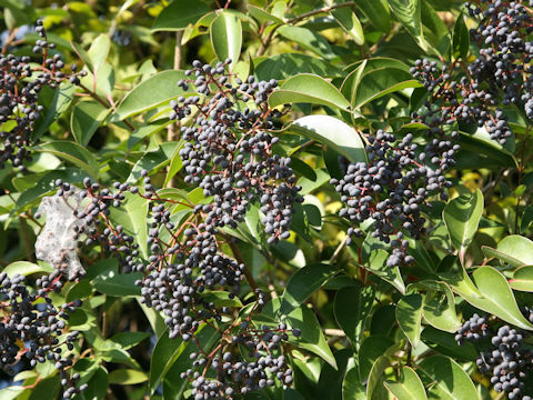 Ligustrum lucidum