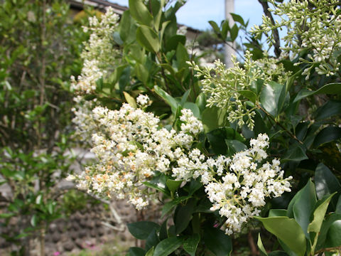 Ligustrum lucidum