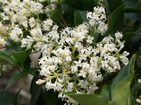 Ligustrum lucidum